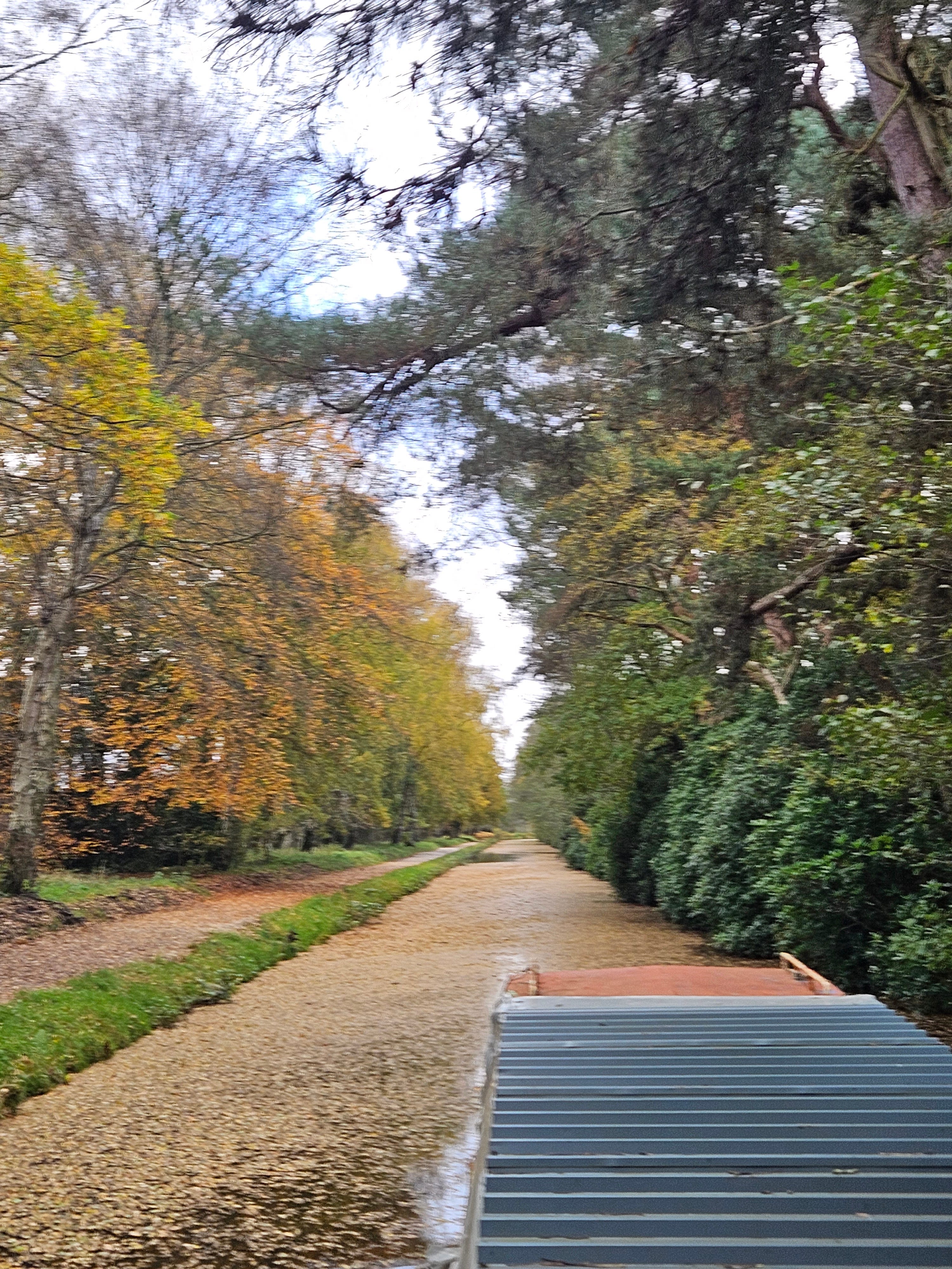 A straight section of the canal with a covering of russet leaves. Trees line both sides in their autumn colours