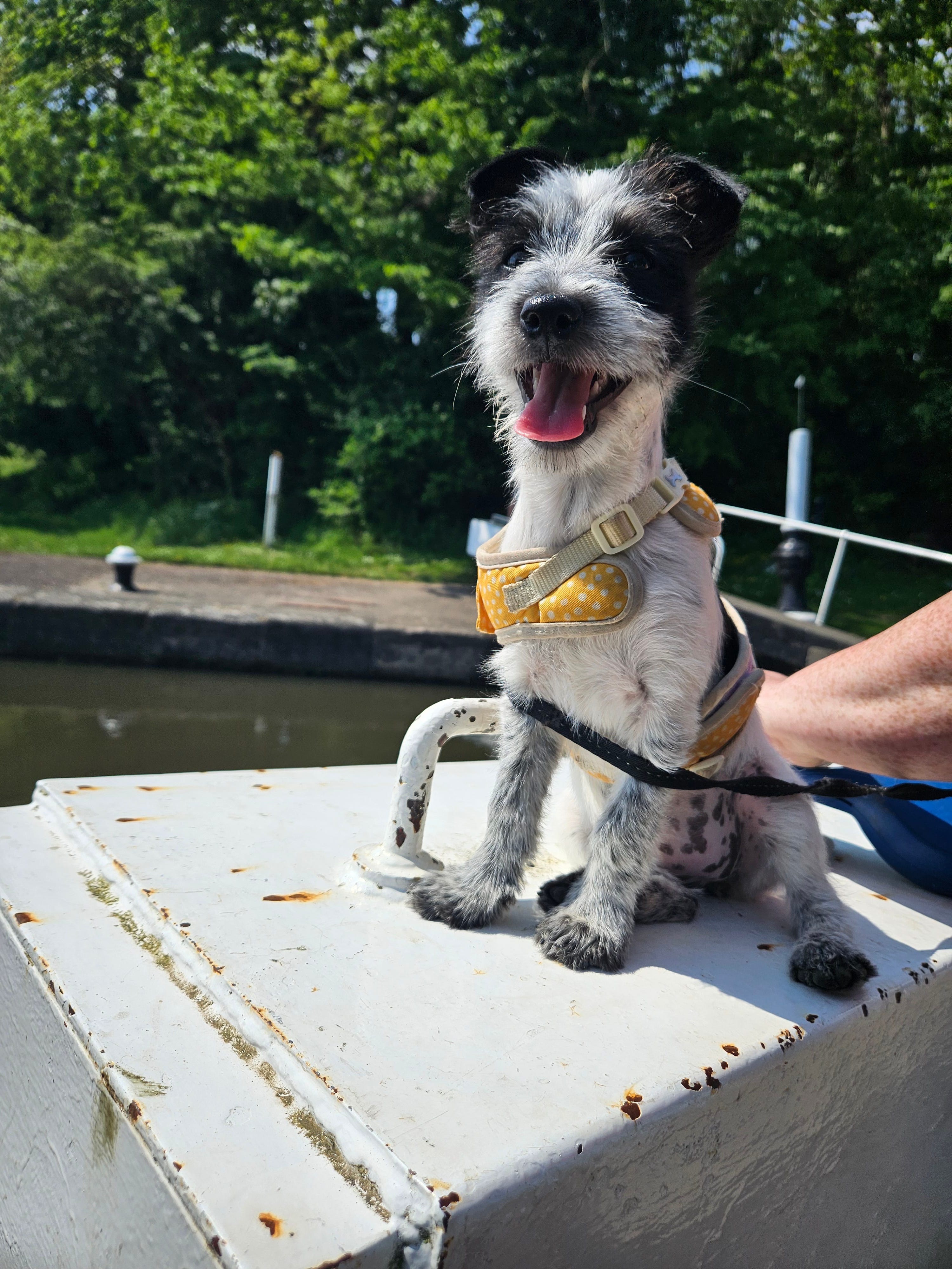 A rough haired, black and white Jack Russell Terrier, Dora, sitting on the balance beam of a lock gate 